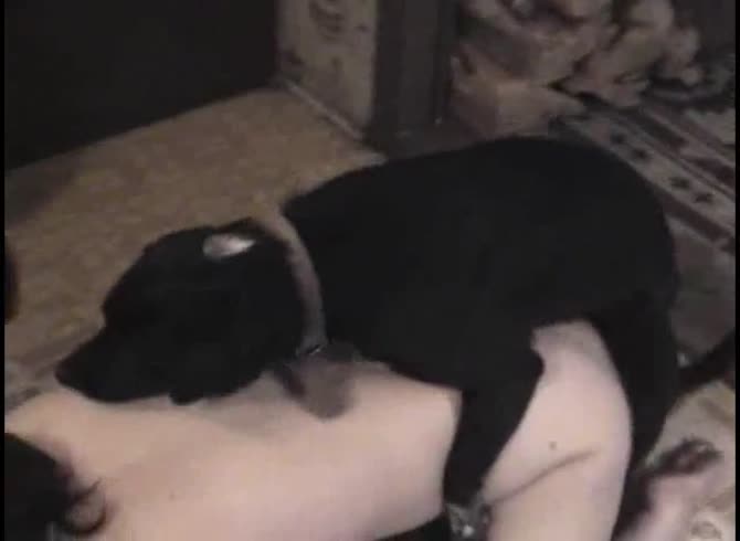 Video :MILF got fucked by dog and sucks dog dick